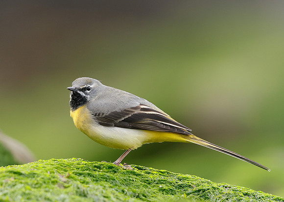 Grey Wagtail Motacilla cinerea
