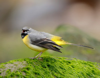Grey Wagtail Motacilla cinerea