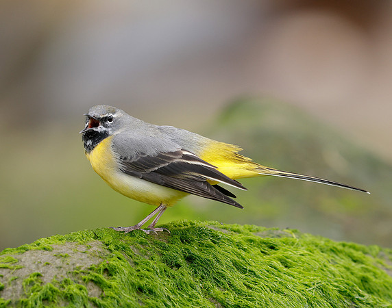 Grey Wagtail Motacilla cinerea