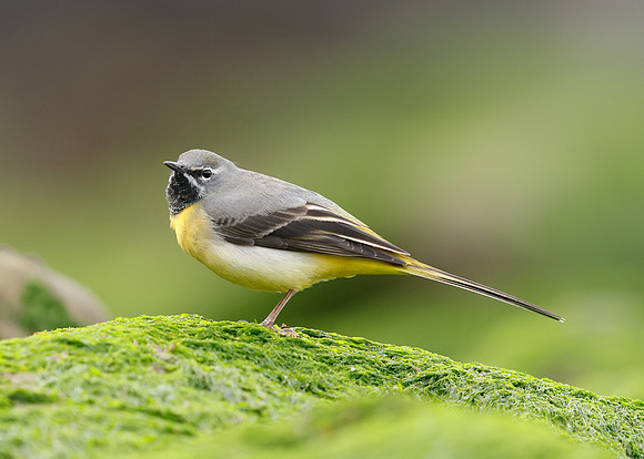 Grey Wagtail Motacilla cinerea