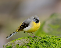 Grey Wagtail Motacilla cinerea