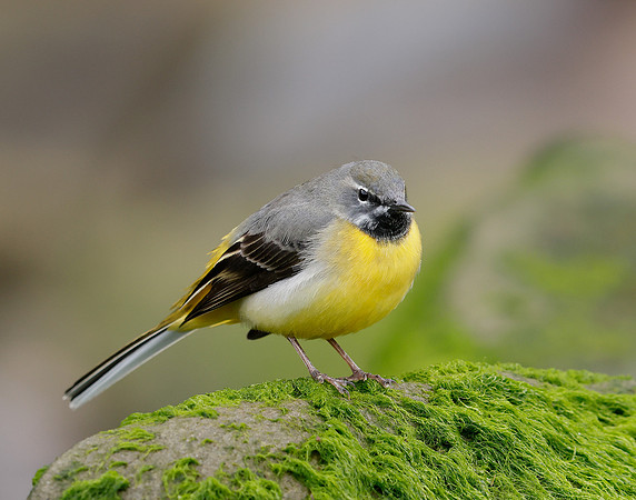 Grey Wagtail Motacilla cinerea