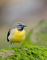 Grey Wagtail Motacilla cinerea