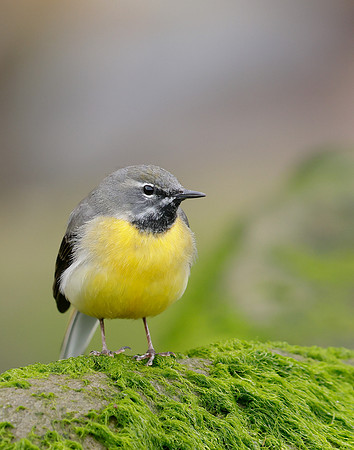 Grey Wagtail Motacilla cinerea