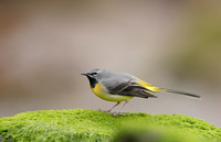 Grey Wagtail Motacilla cinerea