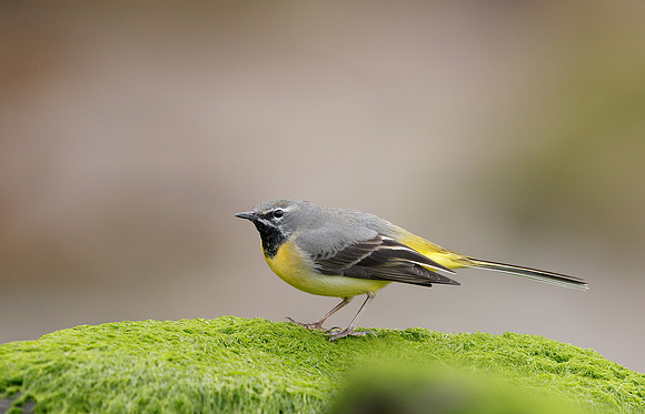 Grey Wagtail Motacilla cinerea