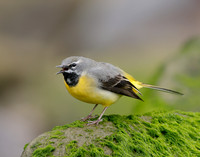 Grey Wagtail Motacilla cinerea