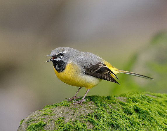 Grey Wagtail Motacilla cinerea