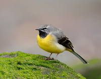 Grey Wagtail Motacilla cinerea