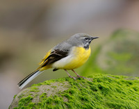 Grey Wagtail Motacilla cinerea