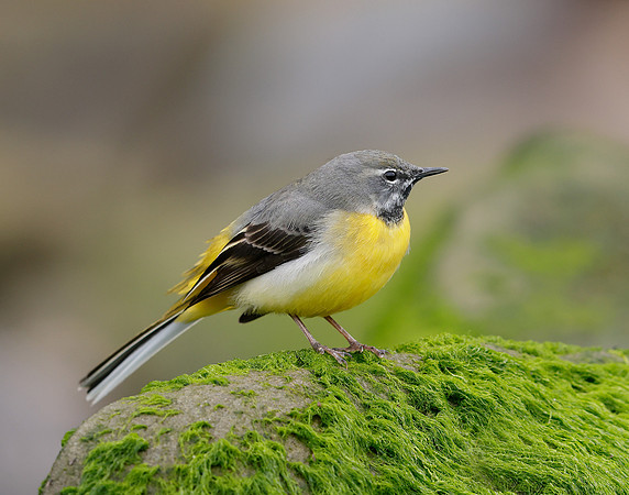 Grey Wagtail Motacilla cinerea
