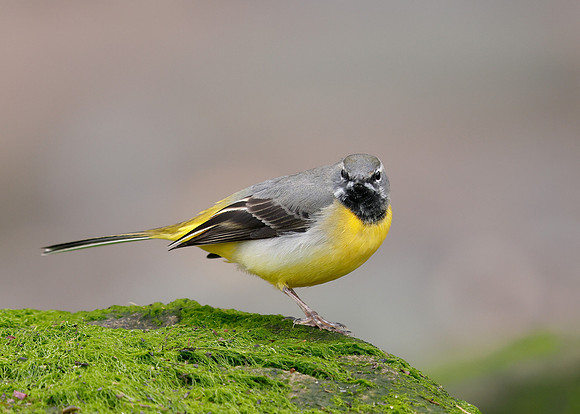 Grey Wagtail Motacilla cinerea
