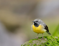 Grey Wagtail Motacilla cinerea