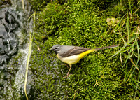 Grey Wagtail Motacilla cinerea