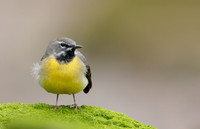 Grey Wagtail Motacilla cinerea