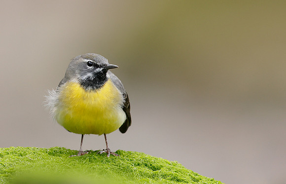 Grey Wagtail Motacilla cinerea