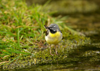Grey Wagtail Motacilla cinerea