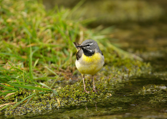 Grey Wagtail Motacilla cinerea