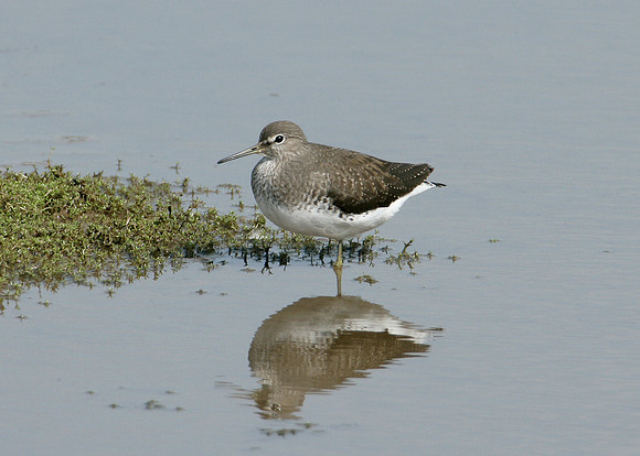 Green Sandpiper Tringa ochropus