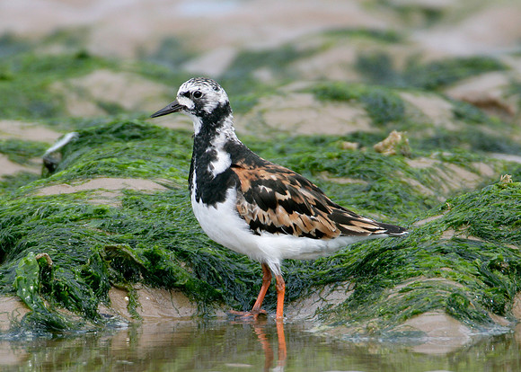Turnstone Arenaria interpres