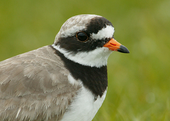 Ringed Plover Charadrius hiaticula