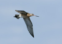 Bar-tailed Godwit Limosa lapponica