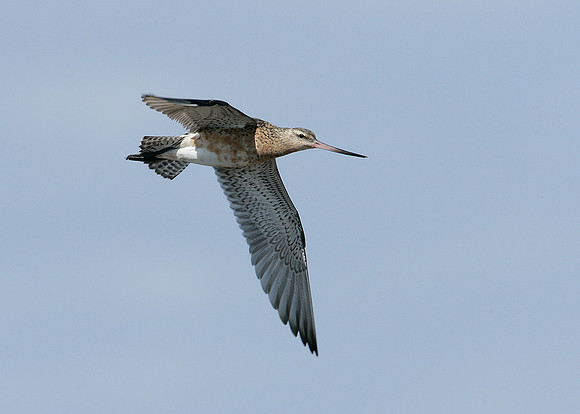 Bar-tailed Godwit Limosa lapponica