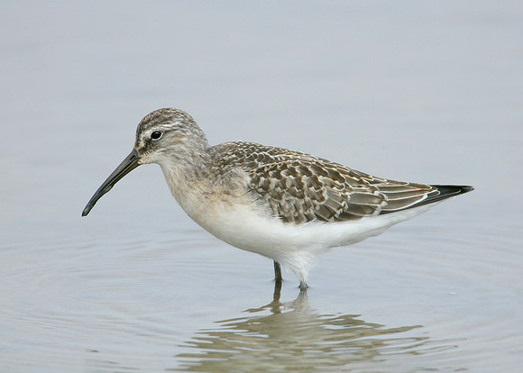 Curlew Sandpiper Calidris ferruginea