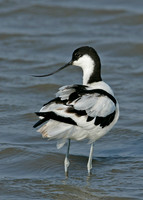 Avocet Recurvirostra avosetta