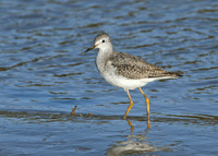 Lesser Yellowlegs Tringa flavipes