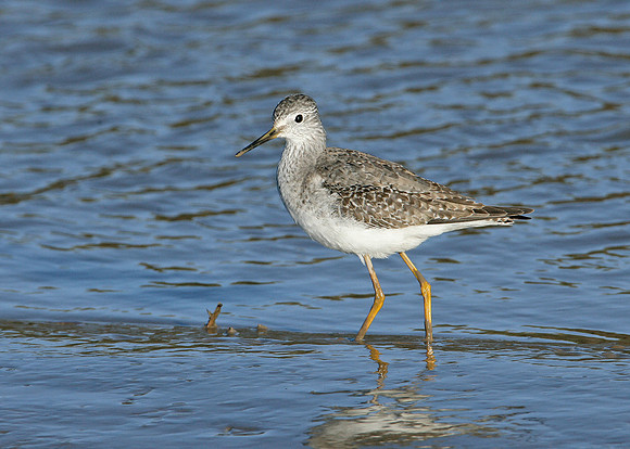 Lesser Yellowlegs Tringa flavipes