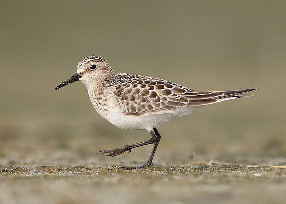 Baird's Sandpiper Calidris bairdii