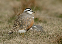 Dotterel Charadrius morinellus