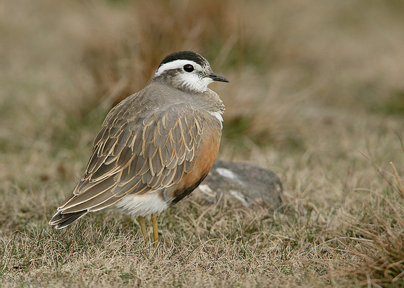 Dotterel Charadrius morinellus