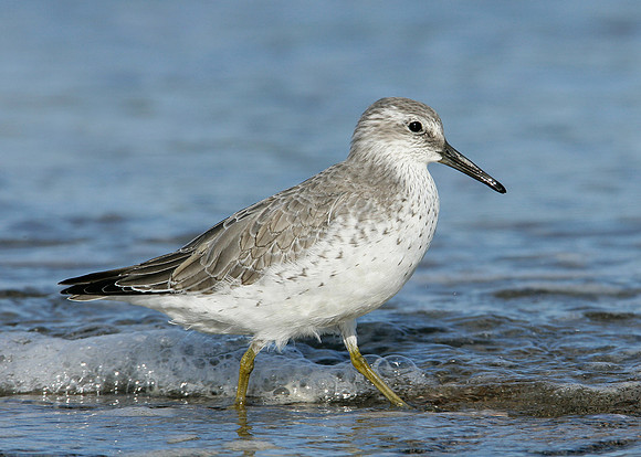 Knot Calidris canutus