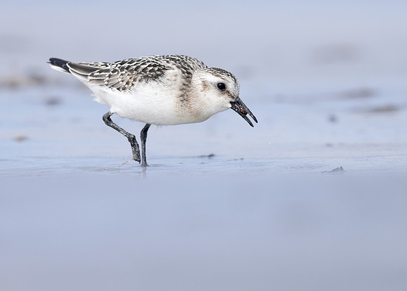 Sanderling Calidris alba