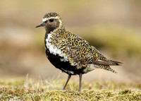 Golden Plover Pluvialis apricaria