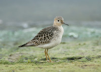Buff-breasted Sandpiper Tryngites subruficollis