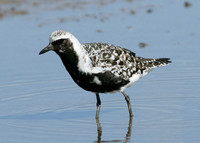 Grey Plover Pluvialus squatarola