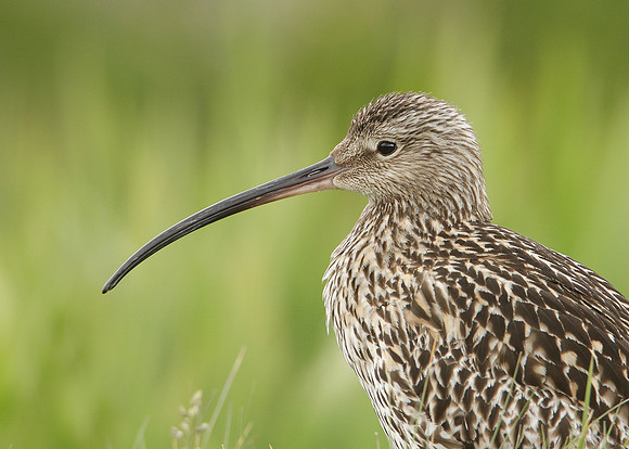 Curlew Numenius arquata