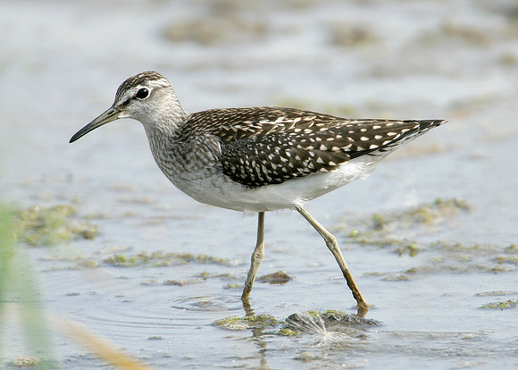 Wood Sandpiper Tringa glareola