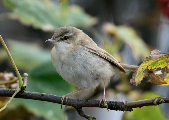 Paddyfield Warbler  Acrocephalus agricola