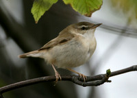 Paddyfield Warbler  Acrocephalus agricola