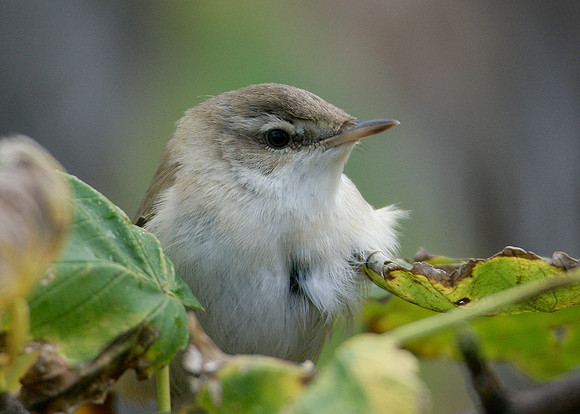 Paddyfield Warbler  Acrocephalus agricola