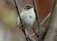 Paddyfield Warbler  Acrocephalus agricola