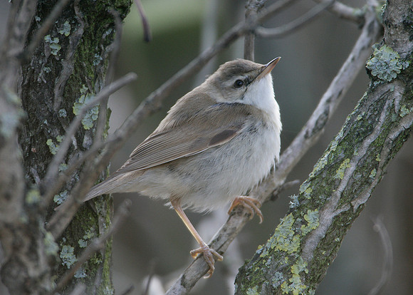Paddyfield Warbler  Acrocephalus agricola