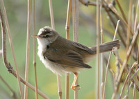 Paddyfield Warbler  Acrocephalus agricola