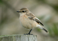 Siberian Stonechat Saxocola torquatus maurus/stejnegeri