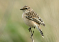 Siberian Stonechat Saxocola torquatus maurus/stejnegeri