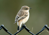 Siberian Stonechat Saxocola torquatus maurus/stejnegeri